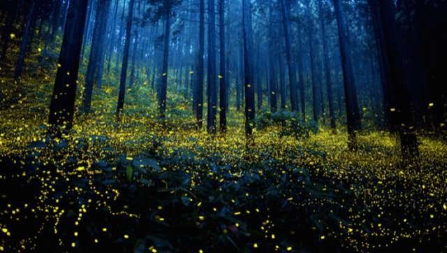 Forêt nocturne traversée de lucioles