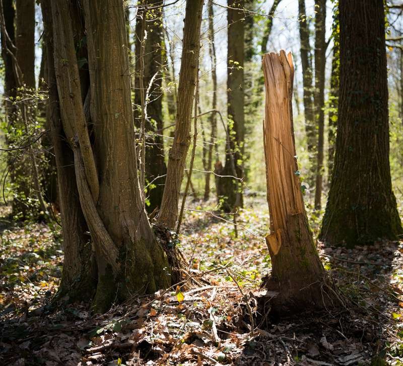 Captation sonore en forêt, des arbres marqués par la sève