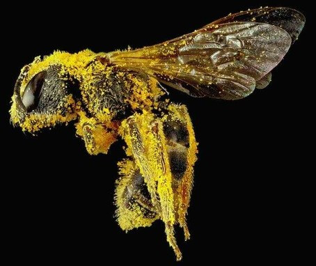 Affiche de Modalités de survie en territoire K : abeille couverte de pollen sur fond noir